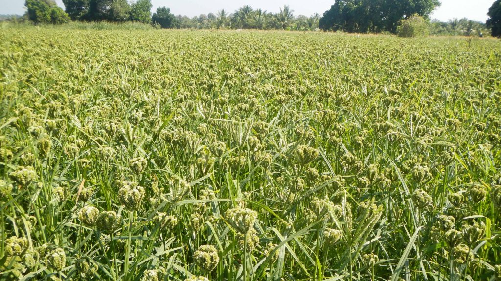 ragi