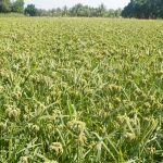 ragi