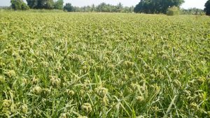 ragi