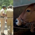 cow lav