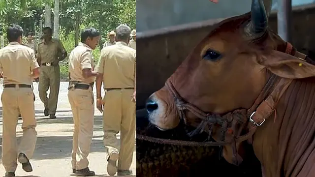 cow lav