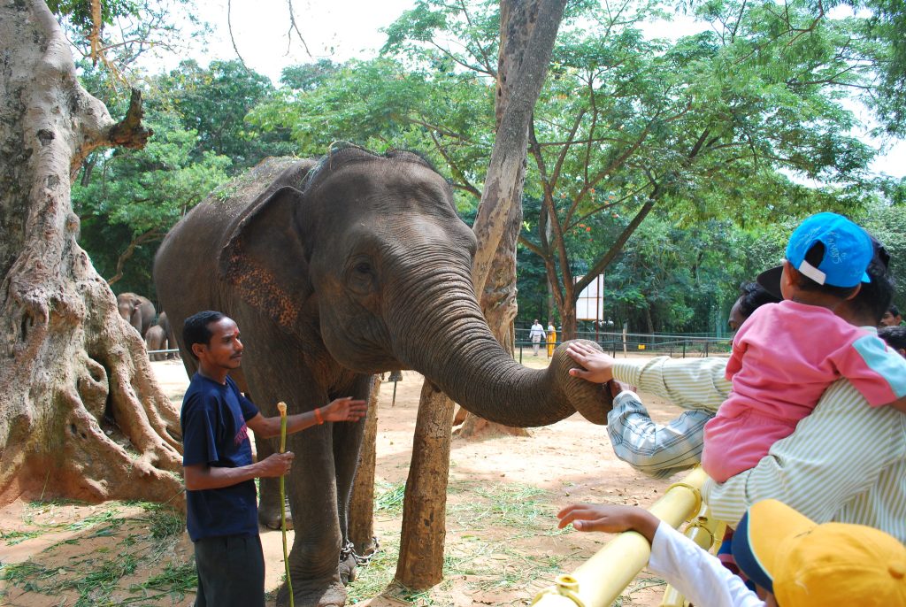 elephant