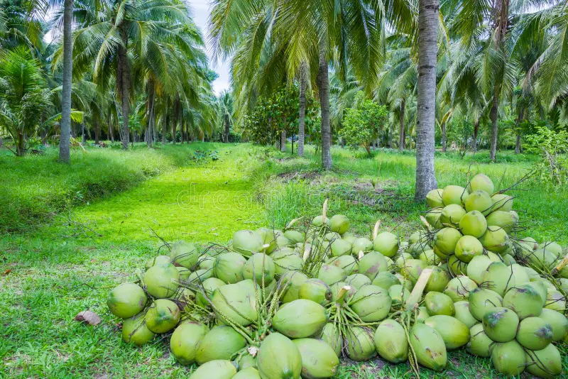 field coconut trees 27328485